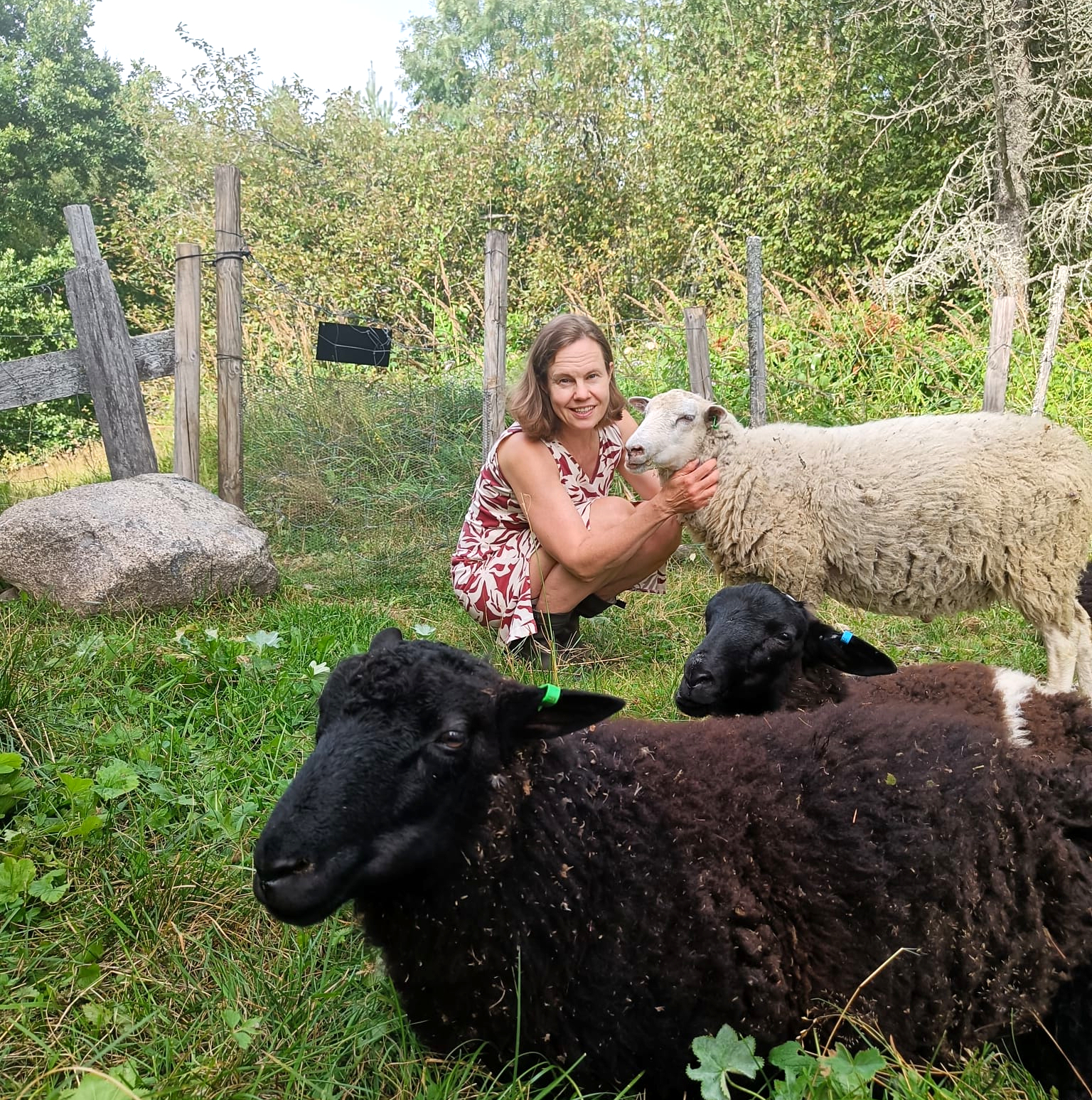 A woman in a summer dress kneels to pet one of several sheep in a pasture.