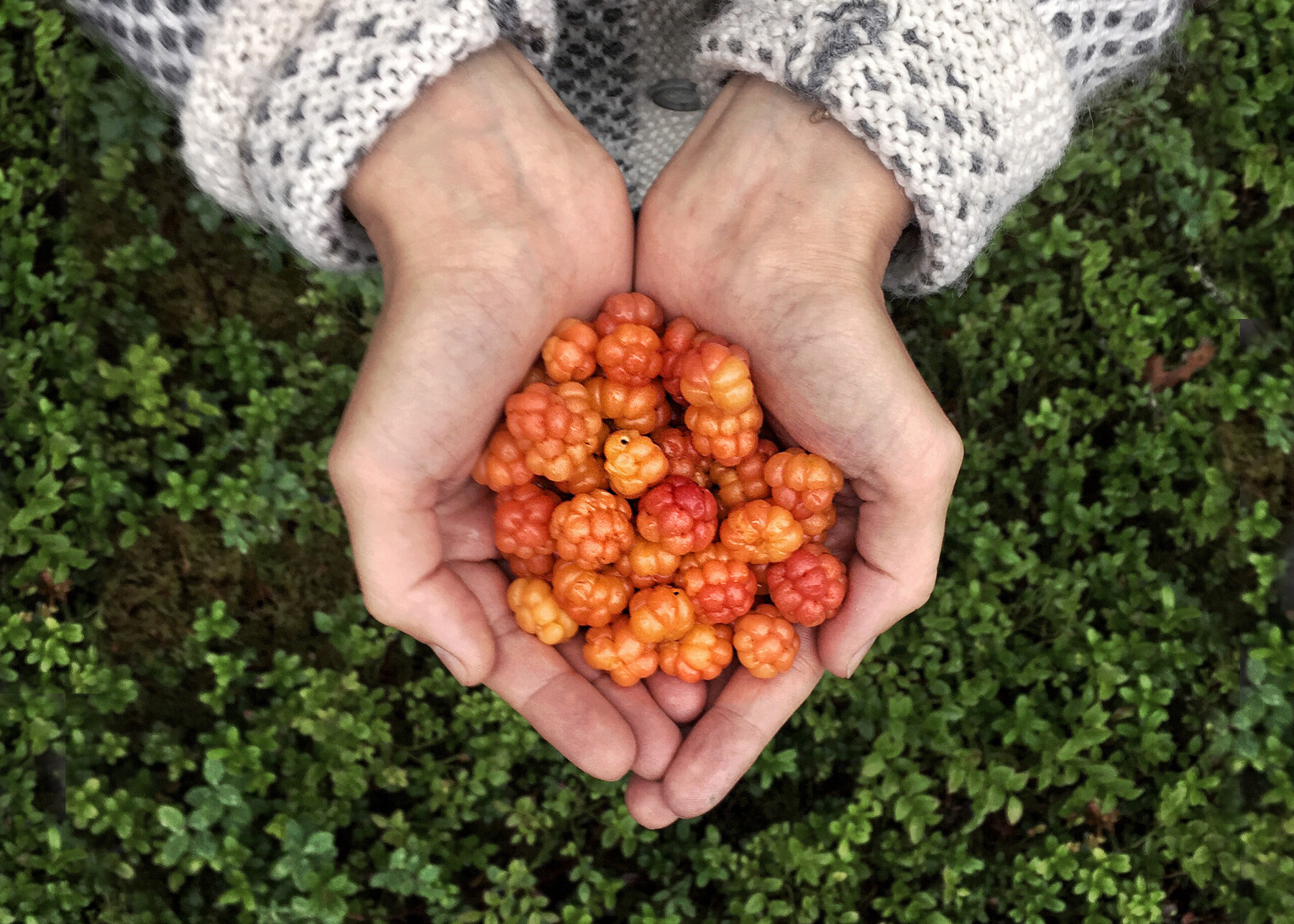 Hands holding orange cloudberries above green bushes.