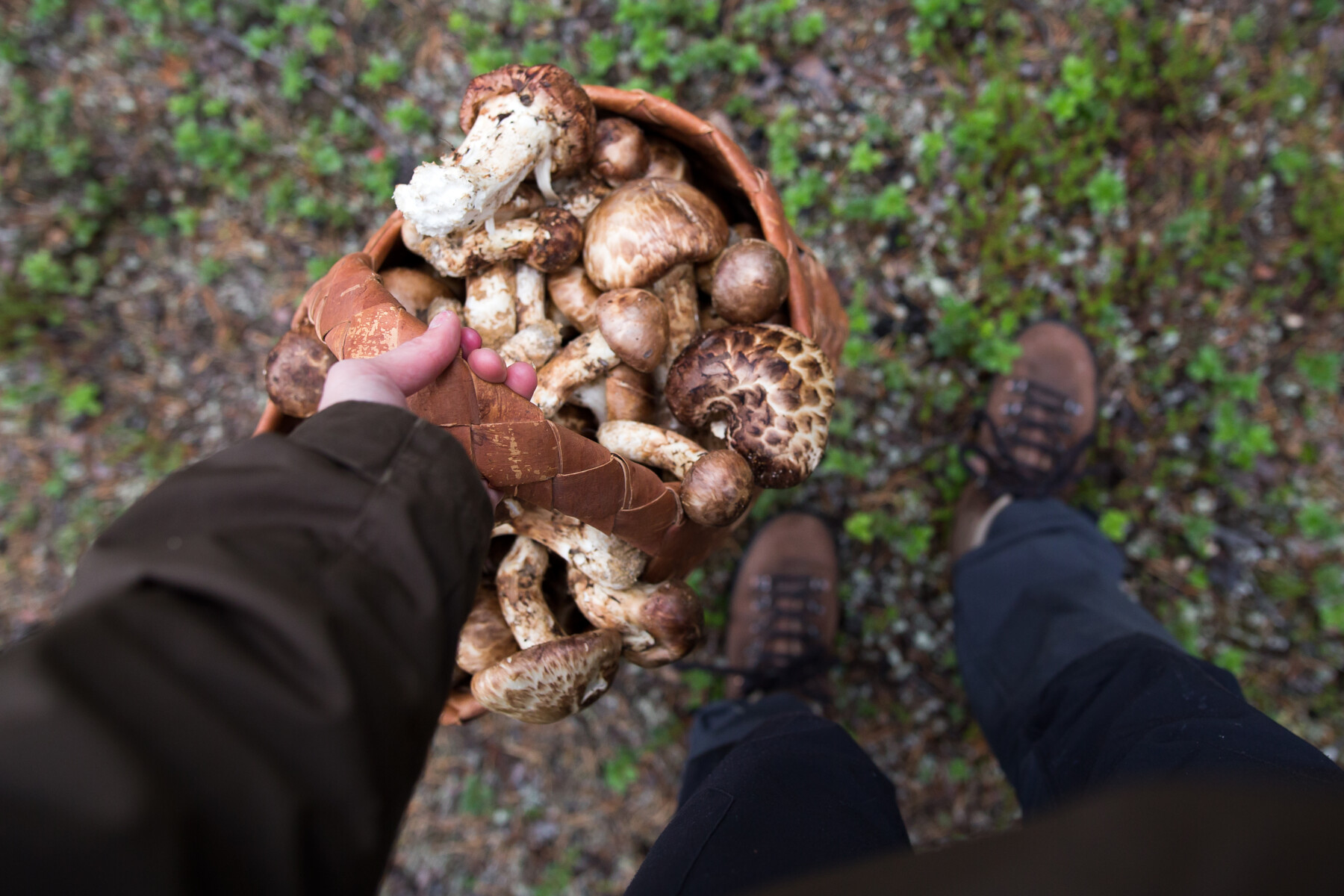 A hand holding a basket full of mushrooms.