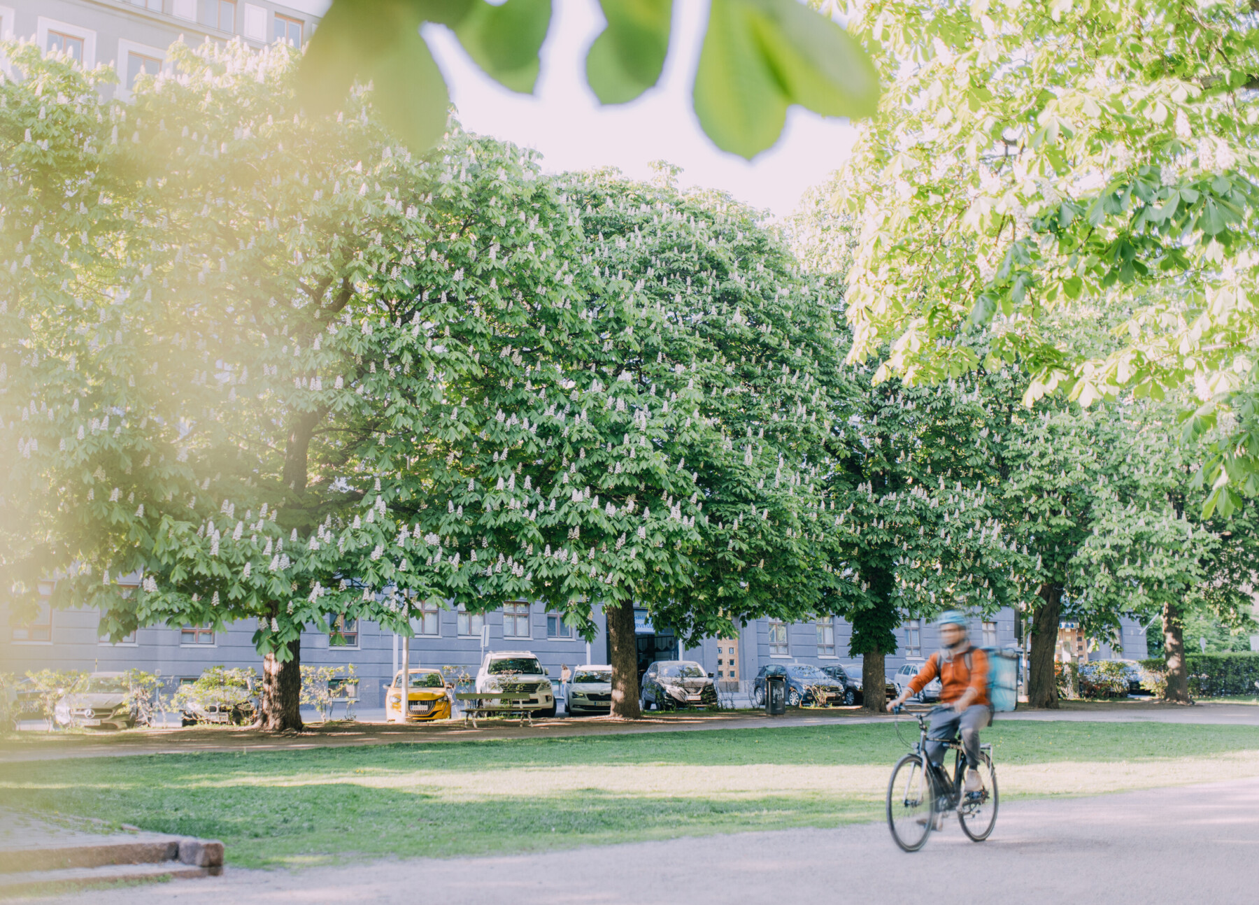 Una persona pasea en bicicleta por un parque en el que los árboles están llenos de flores.