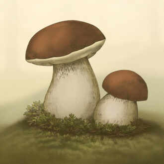 Une illustration représente deux champignons côte à côte.