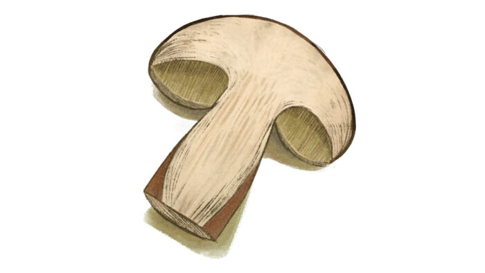 Une illustration représente la coupe transversale d’un champignon tranché en son milieu.
