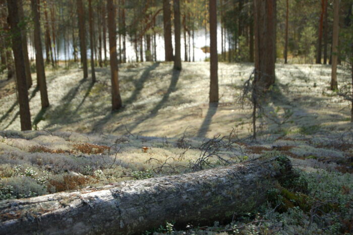 Uma grande árvore está caída no chão em frente a árvores em pé que projetam sombras no chão da floresta.