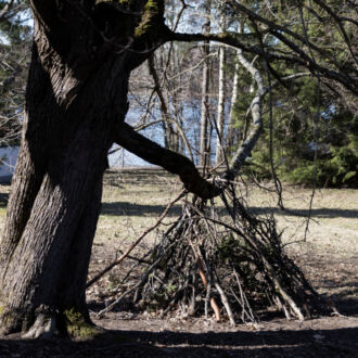 A tent-shaped structure of sticks is shown under a tree in a park with other trees in the background.
