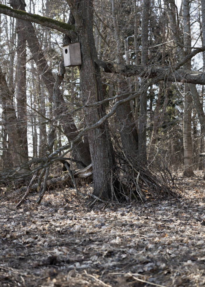 A crude shelter made from branches leans against a tree that also has a wooden birdhouse attached to its trunk.