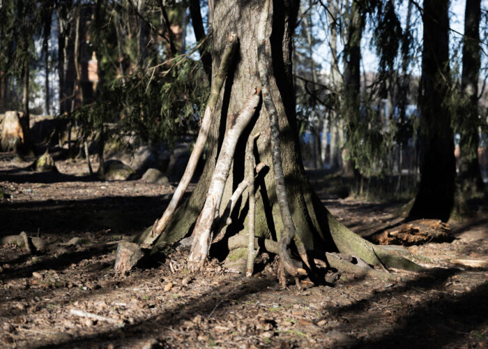 A crude shelter made from branches leans against a tree in a forest.