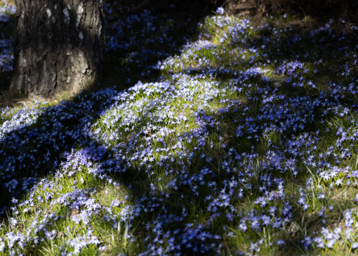 Small, star-shaped purple flowers grow in the grass beside a tree.