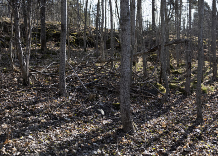 A crude shelter made from branches leans against a tree in a forest.
