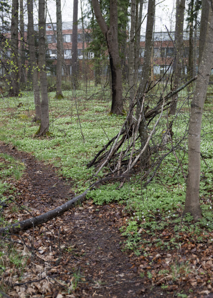 A crude shelter made from branches leans against a tree in a forest.