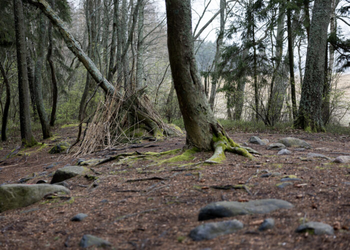 A crude shelter made from branches leans against a tree in a forest.