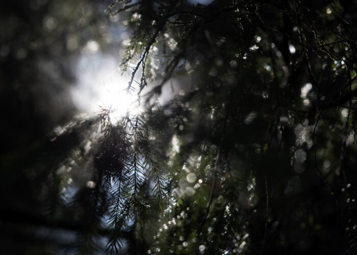 Sunlight shines and refracts through the needles of a coniferous tree branch.