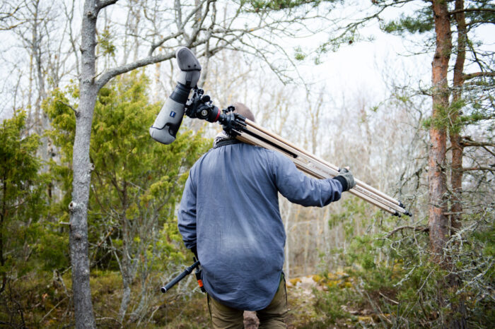 A man walks through an early spring forest carrying a bird observation lens mounted on a tripod slung over his shoulder, surrounded by pine needles and bare branches.