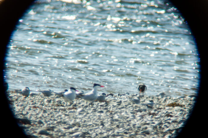 Eider ducks rest on a rocky beach, seen through the circular frame of a birdwatching lens.