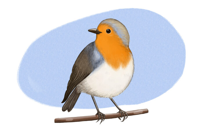 An illustration of a robin featuring a bright red breast, white belly and brown wings.