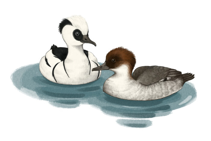 An illustration of two smews: the male with striking black-and-white plumage, and the female in muted brown and grey tones.