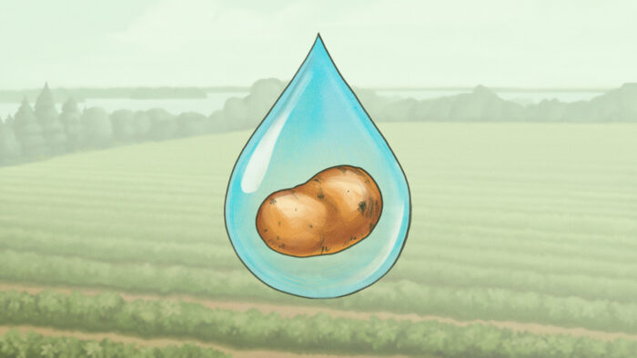 Illustration of a single potato suspended inside a large water droplet.