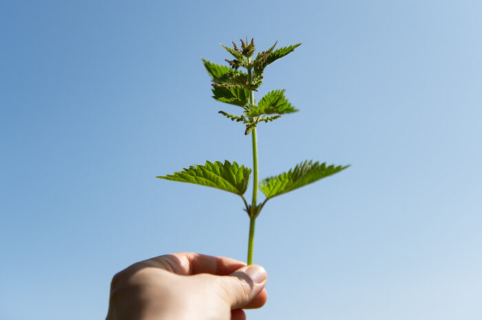 A hand lifts a bunch of nettles toward the sky.