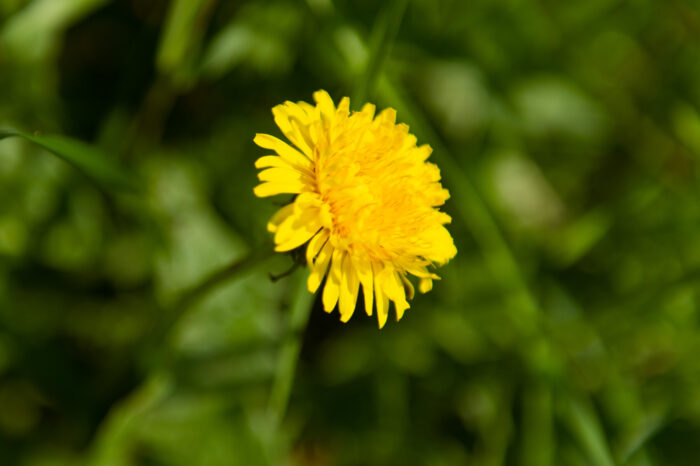 A bright yellow dandelion blooms in a patch of grass.
