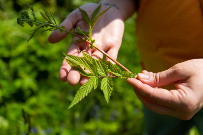 Hands gently hold a meadowsweet stem with leaves.