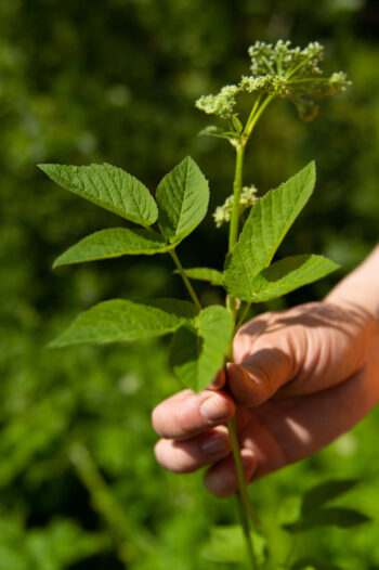 A hand holds a goutweed stem with leaves and flowers.