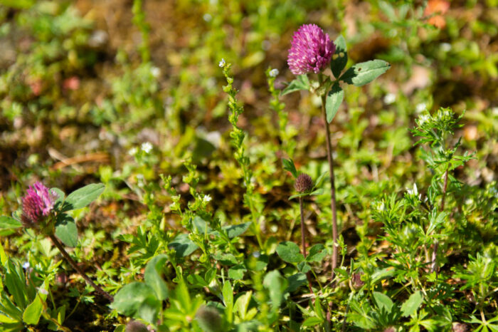 Two red clovers blossom amid green foliage.