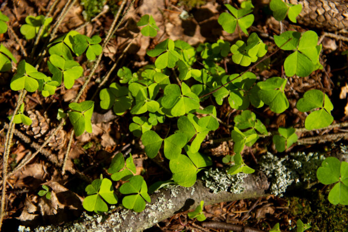 A low patch of common wood-sorrel growing among leaf litter.