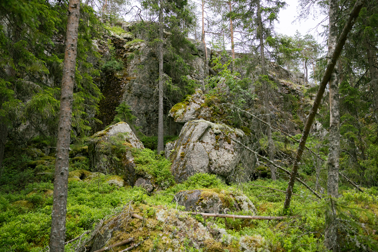Large, moss-covered boulders lie in a forest. In the background a cliff rises.