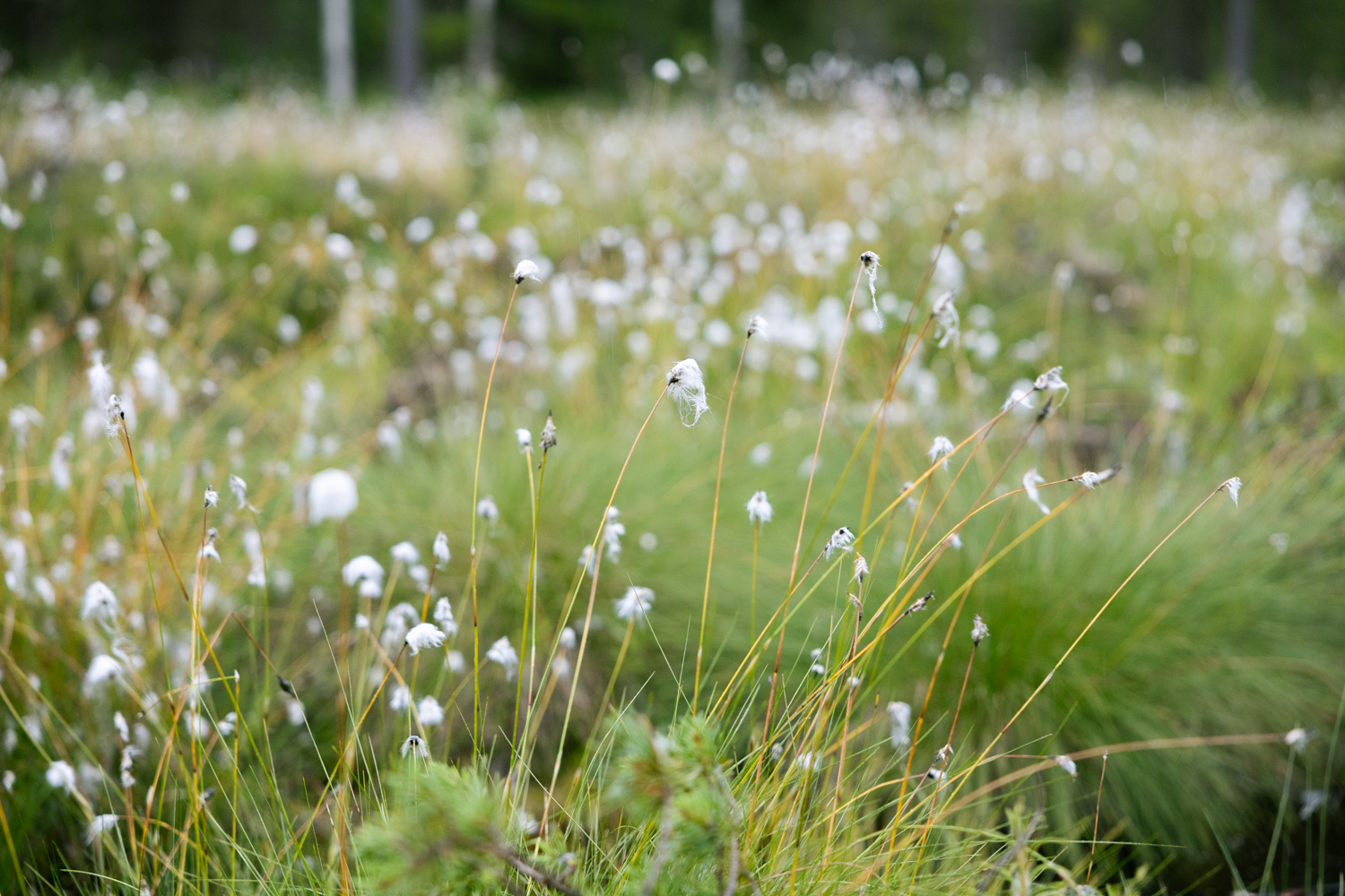 A field of grass and flowers in seed, with a forest in the background.