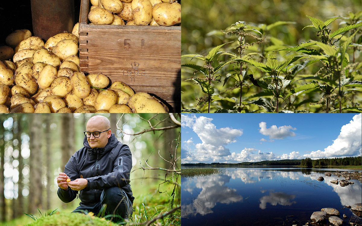 Batatas limpas, de casca amarela, empilhadas ao lado de uma caixa de madeira. Ervas silvestres verde-vivas prosperam sob o sol da primavera, com suas folhas refletindo a luz em uma clareira ensolarada. Um lago calmo reflete o céu e as nuvens, com rochas em primeiro plano e árvores ao longo da margem distante. Um homem se ajoelha no chão da floresta e inspeciona um pequeno cogumelo. Uma vegetação exuberante o cerca.