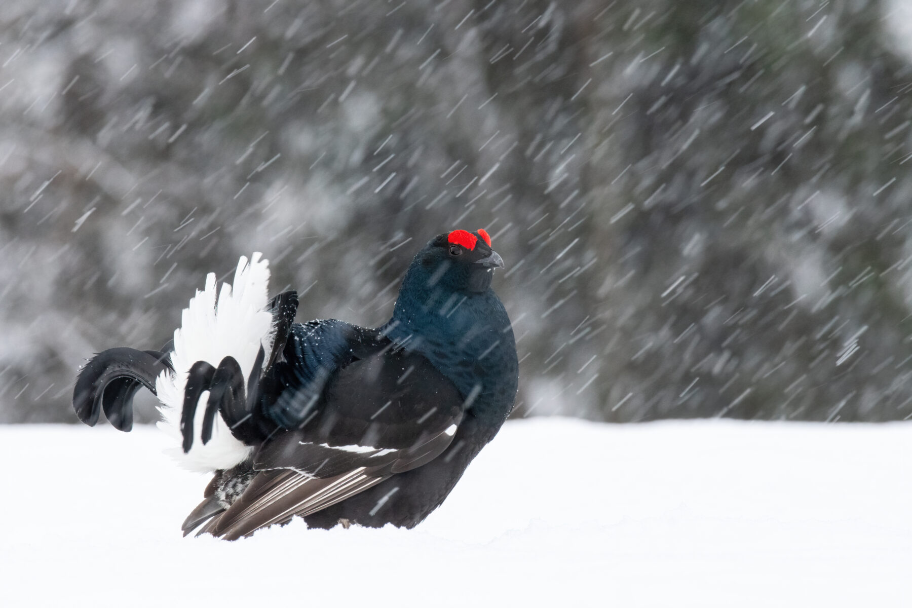 A black grouse with mostly dark plumage and red markings on its head stands in a snowy outdoor setting.