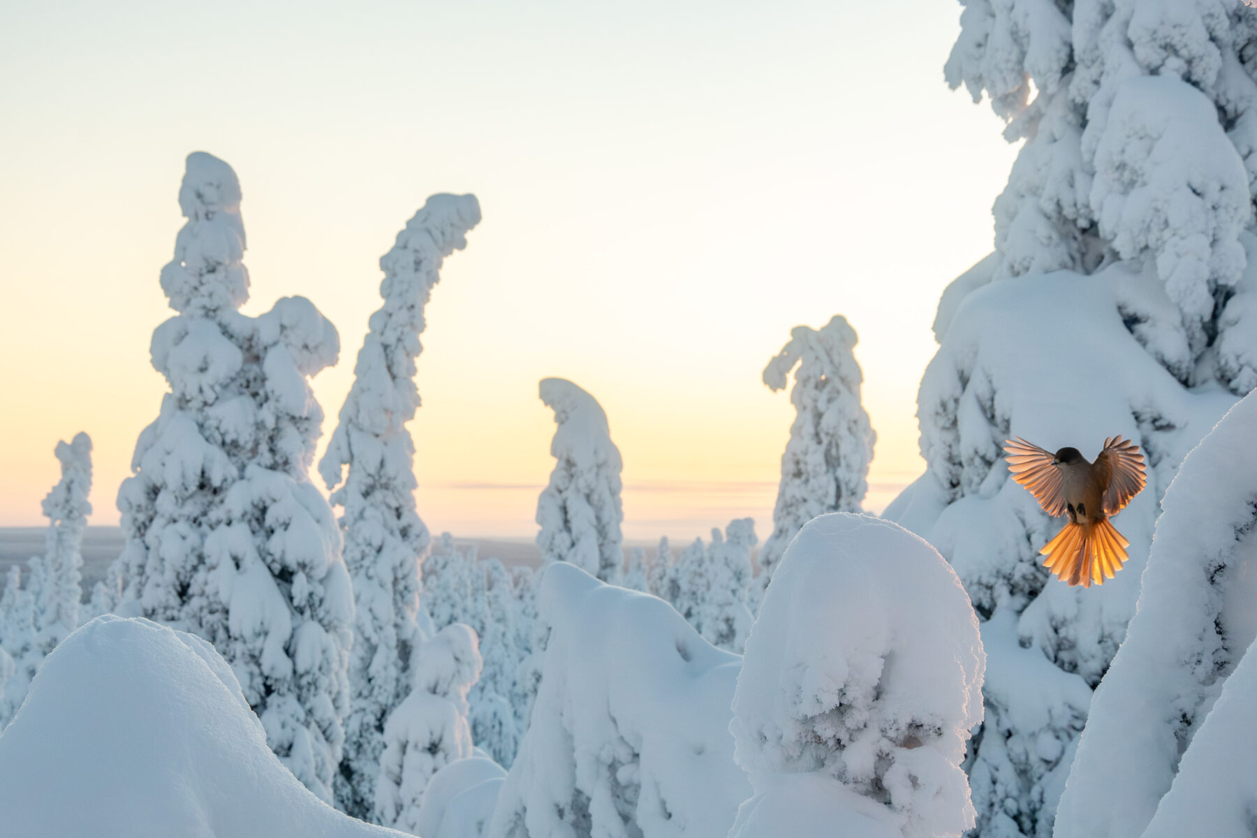 A bird flies above snow-covered trees silhouetted against a sunny sky.