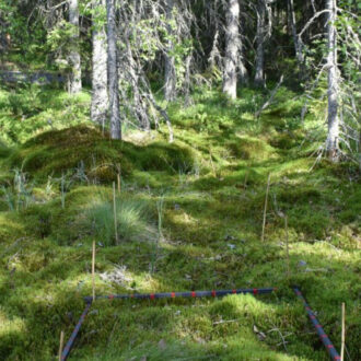 Green moss covers the ground in a wetland setting with several small trees and a square measuring device present.