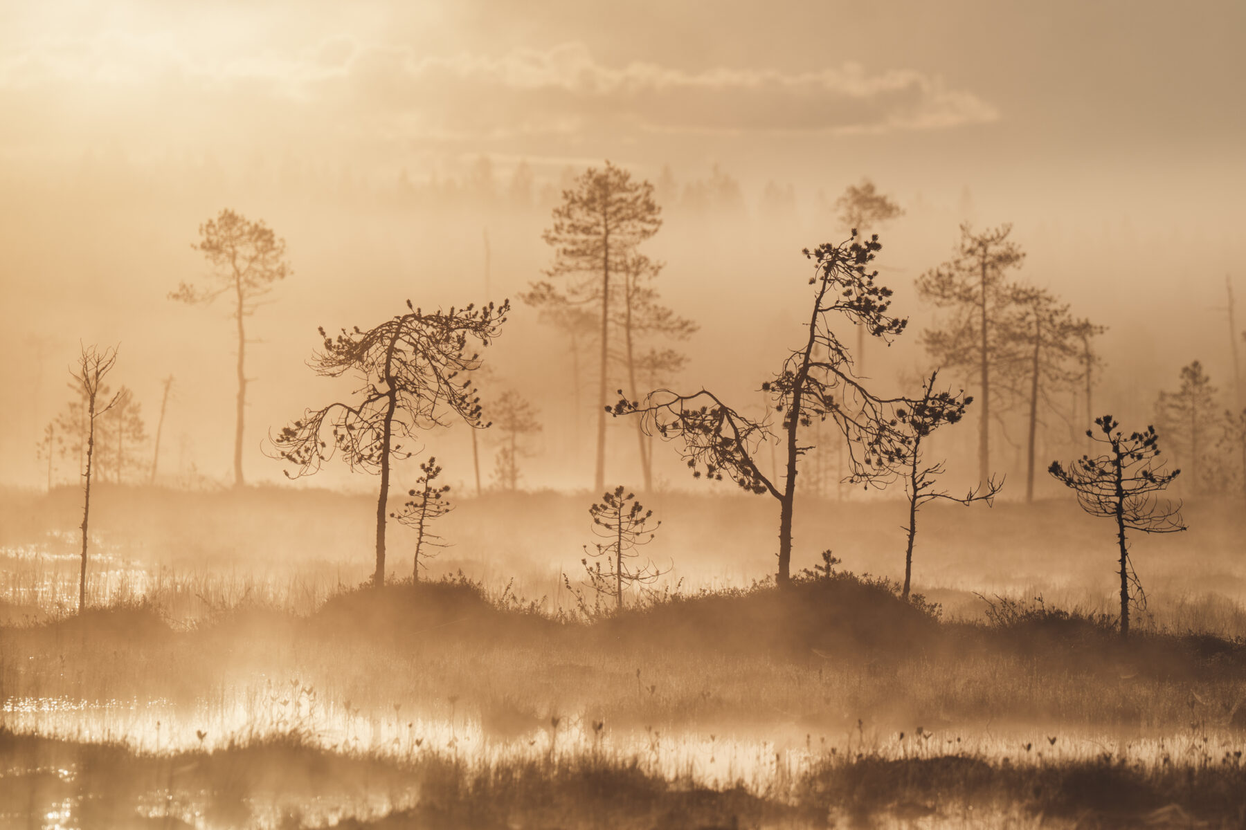 A foggy, sepia-toned marsh landscape shows sparse trees rising from small islands, creating an ethereal scene.