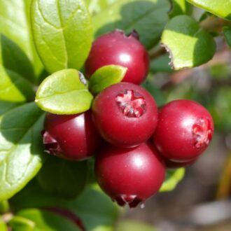 A cluster of small red berries growing on a plant with clusters of green leaves.