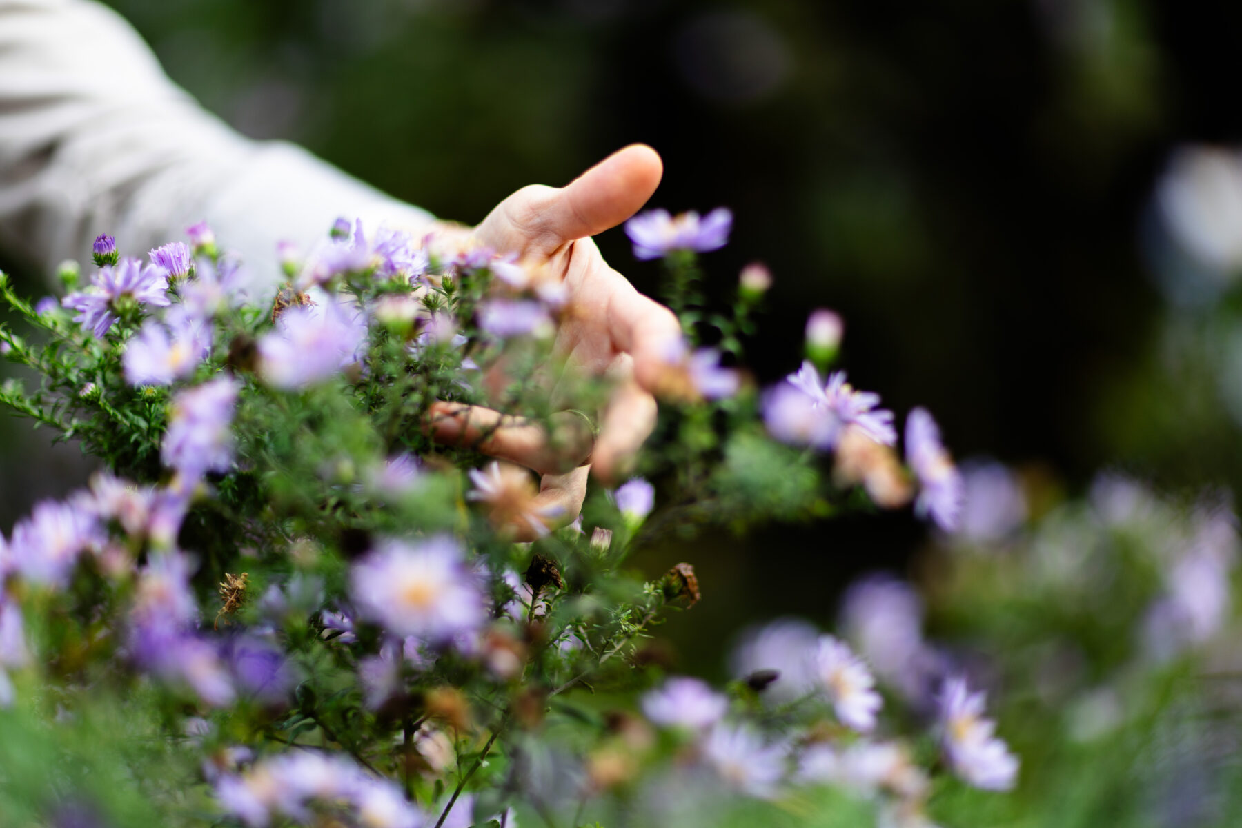 Um close de uma mão tocando em flores lilás em um parque.