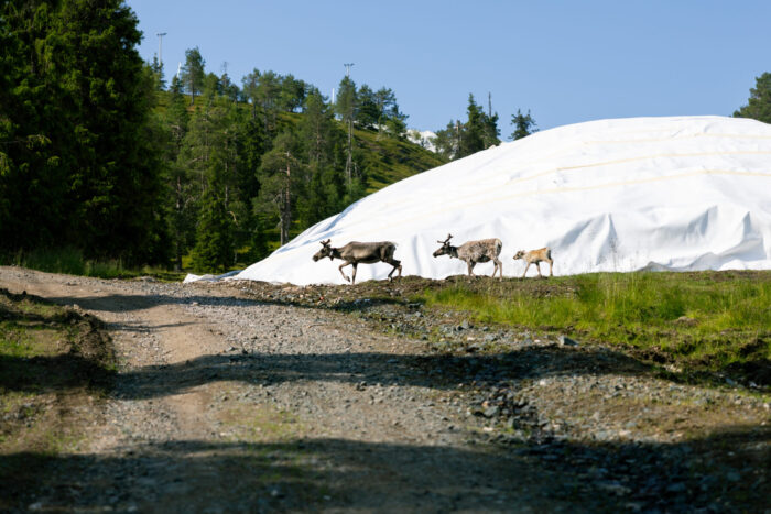 Two adult reindeer and a calf walk past a large snow mound covered in white sheeting, near a dirt road in a forest.
