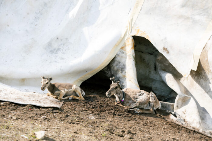 Two reindeer rest on the ground next to a large white tarp covering stored snow.