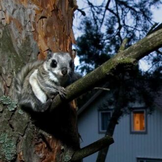 A small grey squirrel with large dark eyes sits on a tree branch in front of a house.