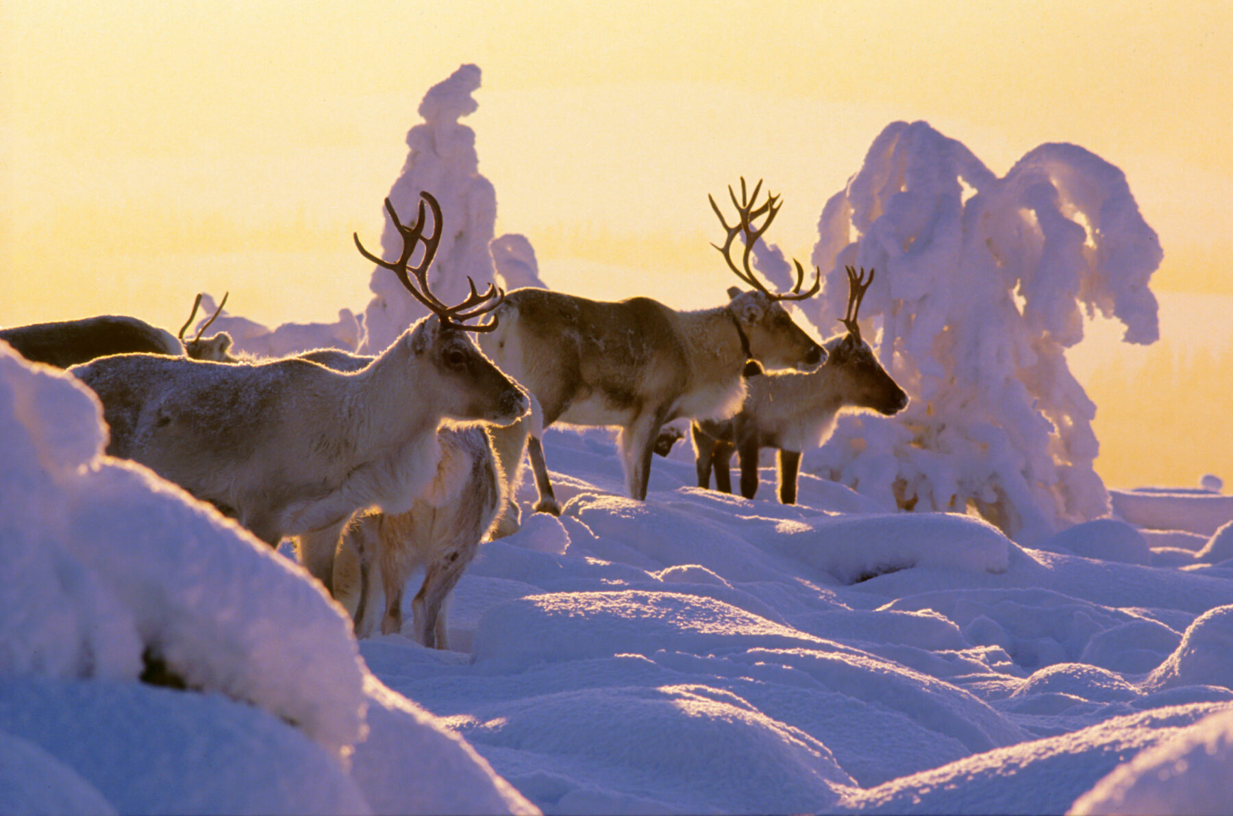 Five reindeer are standing in a sunlit, snow-covered landscape, looking into the distance.