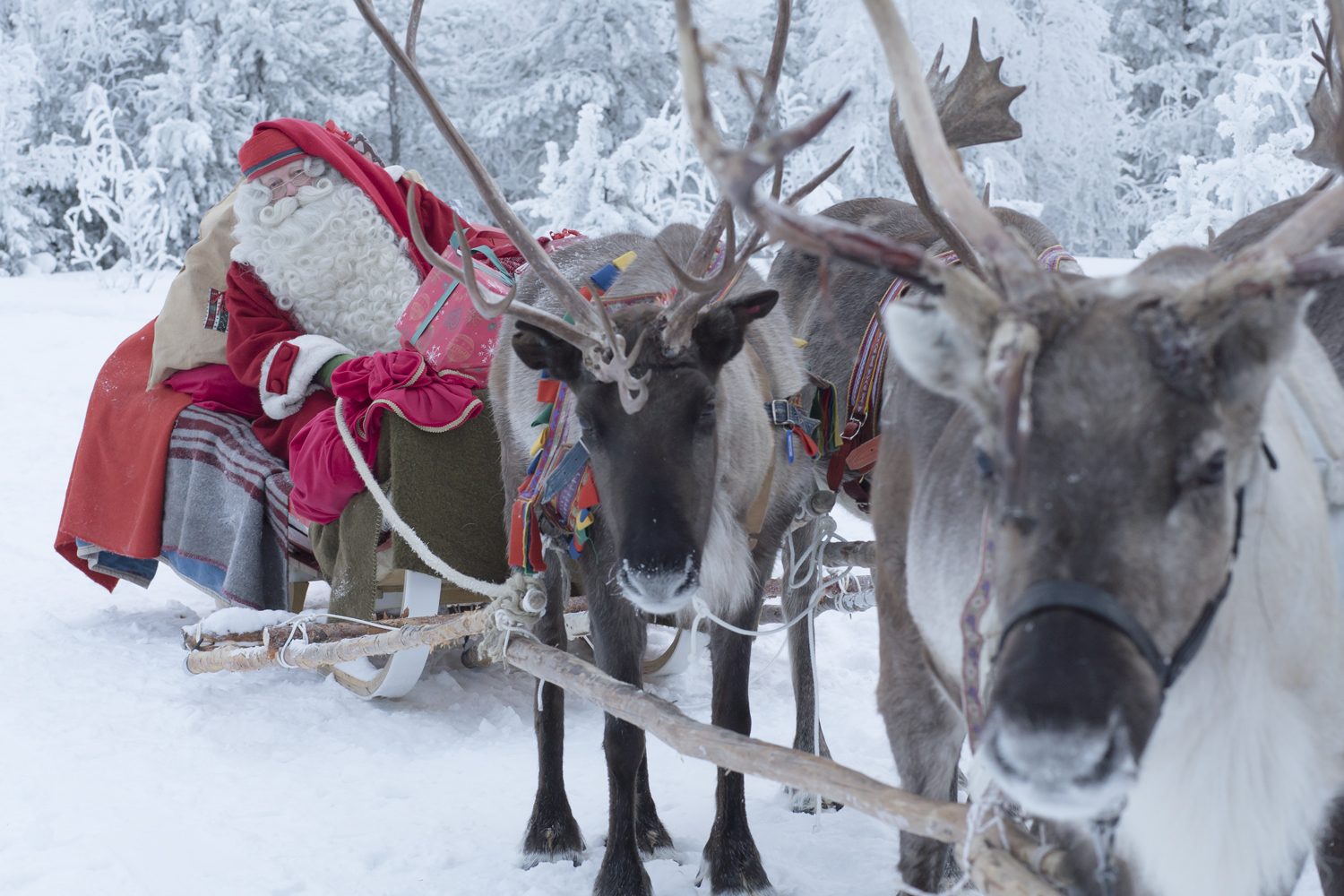Harnessed reindeer pull Santa in a red suit on a sleigh across the snow.