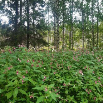 A dense patch of pink Himalayan balsam growing in a forest clearing in Espoo, Finland, near Helsinki, with tall birch and evergreen trees in the background.