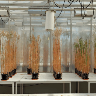 Oat plants grow in pots inside a laboratory, arranged in rows under controlled lighting and equipment.