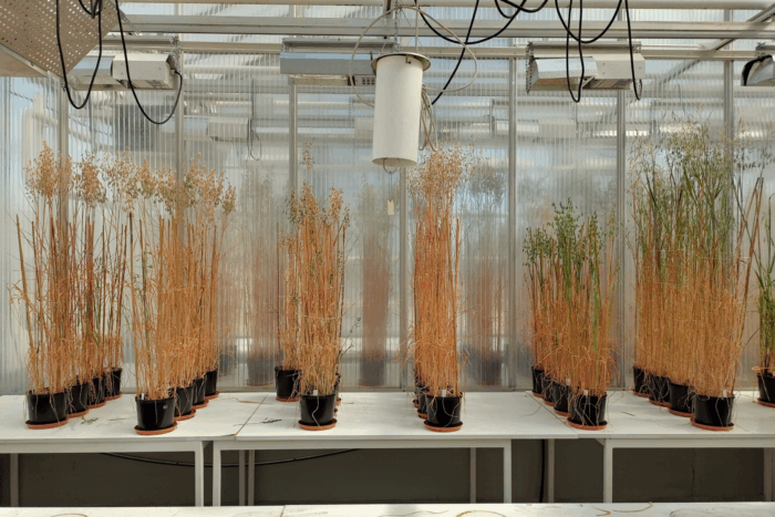 Finland helps crack the oat genome in global research effort
