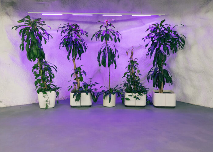 A row of tall potted plants stands against a concrete wall under purple grow lights in an underground room.