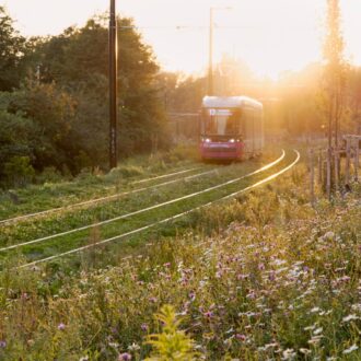 A tram drives along a set of tracks with trees in the background and summer flowers in the foreground, next to a paved bike path.
