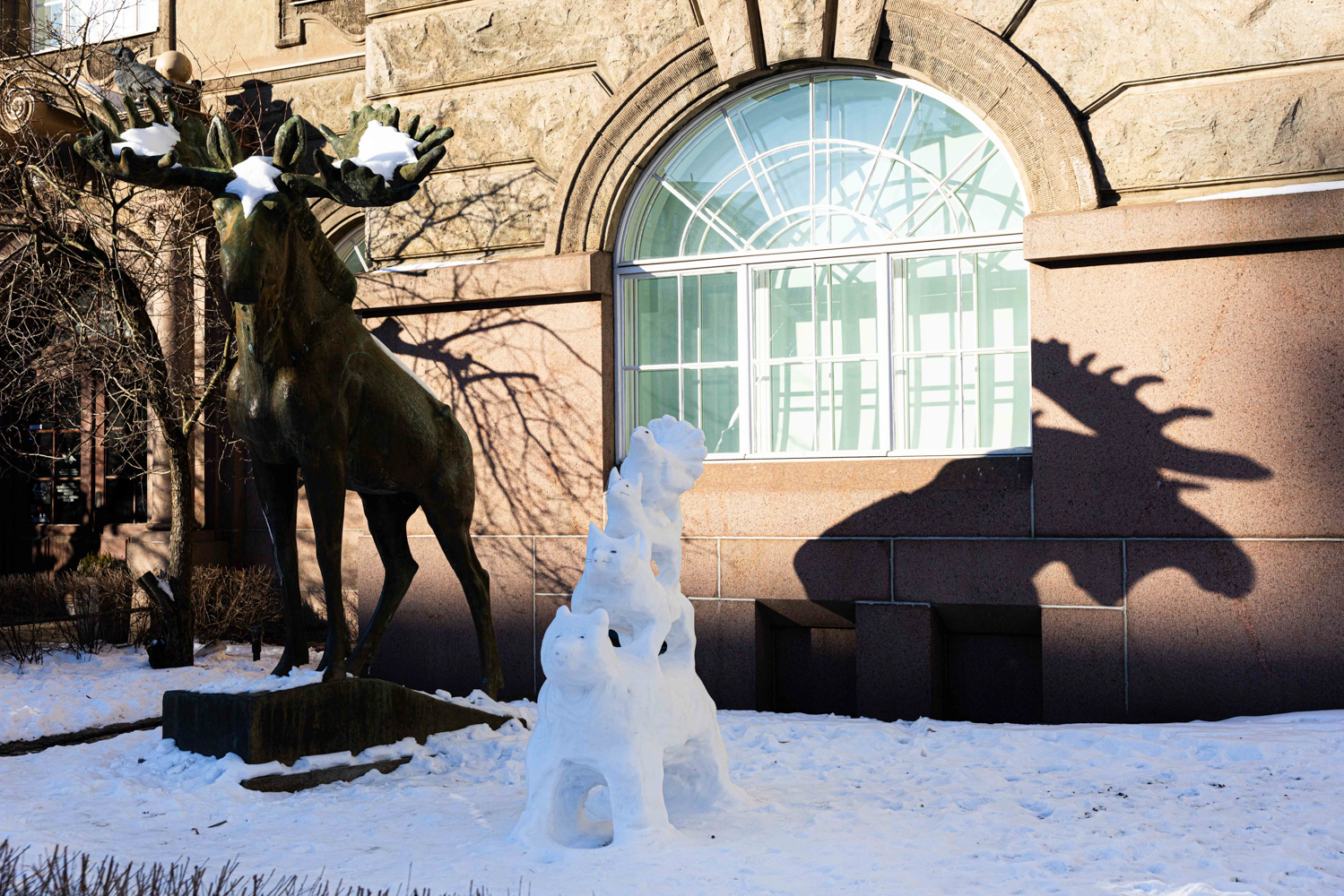 In front of a stately stone building, a permanent statue of a moose stands next to a snow sculpture of several different animals standing on each other’s backs.