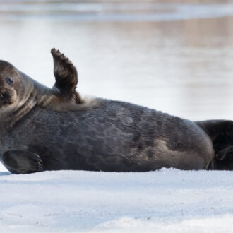 A Saima ringed seal, a seal with circular markings on its fur, lies on a snowy surface and raises one front flipper.