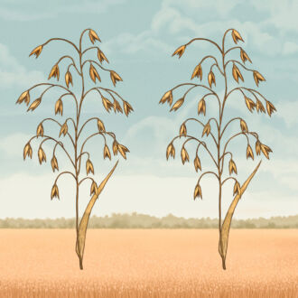 An illustration shows three oat plants growing in a row, each one a stalk with multiple heads of grain attached.