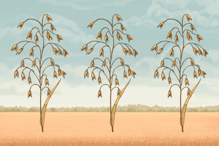 5 reasons to love Finnish oats