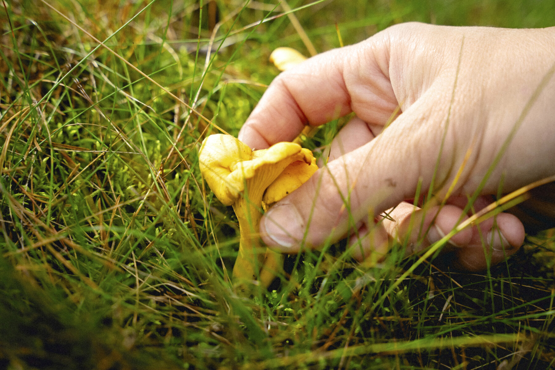 In a forest area in Helsinki, Finland, a close-up shows a hand grasping a chanterelle mushroom, about to pick it.